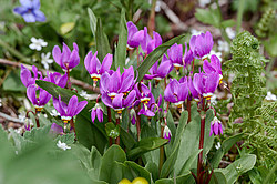 ���������� ������������ (Dodecatheon pulchellum)