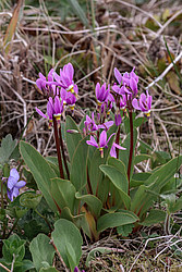 ���������� ������������ (Dodecatheon pulchellum)