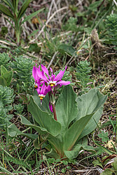 ���������� ������������ (Dodecatheon pulchellum)