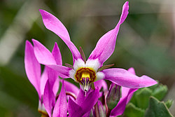 ���������� ������������ (Dodecatheon pulchellum)