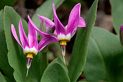 ���������� ������������ (Dodecatheon pulchellum)