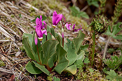 ���������� ������������ (Dodecatheon pulchellum)
