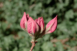 ������ ��������������� (Rhododendron � mollis) ���� ������