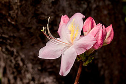 ������ ��������������� (Rhododendron � mollis) ���� ������