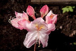 ������ ��������������� (Rhododendron � mollis) ���� ������