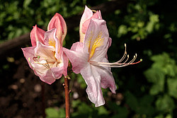 ������ ��������������� (Rhododendron � mollis) ���� ������