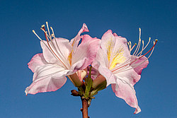 ������ ��������������� (Rhododendron � mollis) ���� ������