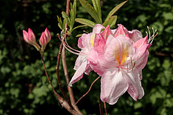 ������ ��������������� (Rhododendron � mollis) ���� ������