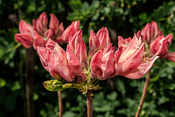 ������ ��������������� (Rhododendron � mollis) ���� ������