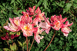 ������ ��������������� (Rhododendron � mollis) ���� ������