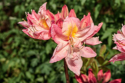 ������ ��������������� (Rhododendron � mollis) ���� ������