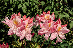 ������ ��������������� (Rhododendron � mollis) ���� ������