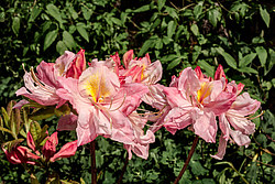 ������ ��������������� (Rhododendron � mollis) ���� ������