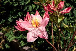 ������ ��������������� (Rhododendron � mollis) ���� ������