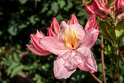 ������ ��������������� (Rhododendron � mollis) ���� ������