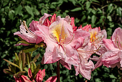 ������ ��������������� (Rhododendron � mollis) ���� ������