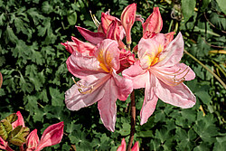 ������ ��������������� (Rhododendron � mollis) ���� ������