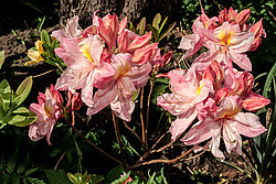 ������ ��������������� (Rhododendron � mollis) ���� ������