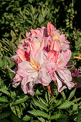 ������ ��������������� (Rhododendron � mollis) ���� ������