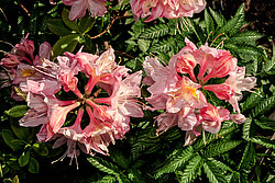 ������ ��������������� (Rhododendron � mollis) ���� ������