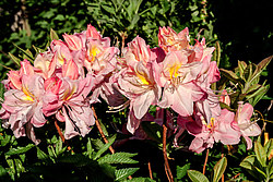 ������ ��������������� (Rhododendron � mollis) ���� ������