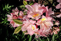 ������ ��������������� (Rhododendron � mollis) ���� ������