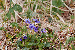 ������ ���������� (Viola langsdorfii)