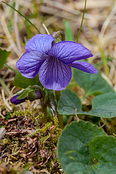 ������ ���������� (Viola langsdorfii)