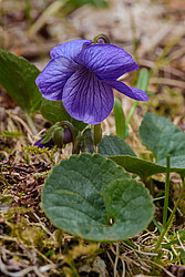 ������ ���������� (Viola langsdorfii)