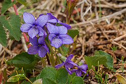 ������ ���������� (Viola langsdorfii)