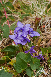 ������ ���������� (Viola langsdorfii)