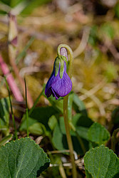 ������ ���������� (Viola langsdorfii)
