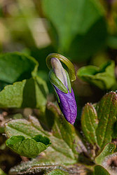 ������ ���������� (Viola langsdorfii)