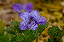 ������ ���������� (Viola langsdorfii)