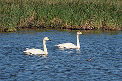 ����� ������ (Cygnus bewickii) �������, ����������� ���������, ������������� �������