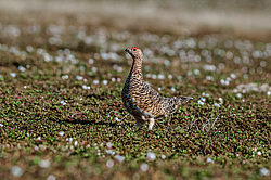 ����� ��������� (Lagopus lagopus) �������, ����������� ���������, ������������� �������
