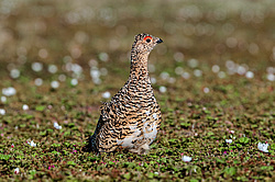 ����� ��������� (Lagopus lagopus) �������, ����������� ���������, ������������� �������