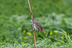������������ ������� (Passerella iliaca) ������ ������, ������