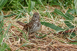 ������������ ������� (Passerella iliaca) ������ ������, ������