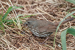 ������������ ������� (Passerella iliaca) ������ ������, ������