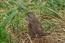 ������������ ������� (Passerella iliaca) ������ ������, ������