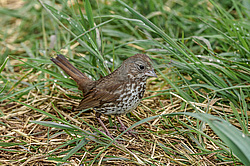 ������������ ������� (Passerella iliaca) ������ ������, ������