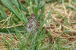 ������������ ������� (Passerella iliaca) ������ ������, ������