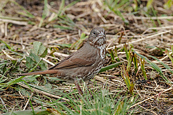 ������������ ������� (Passerella iliaca) ������ ������, ������