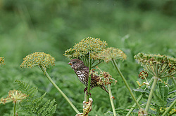 ������������ ������� (Passerella iliaca) ������ ������, ������