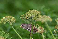 ������������ ������� (Passerella iliaca) ������ ������, ������