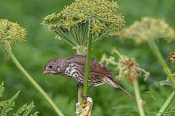 ������������ ������� (Passerella iliaca) ������ ������, ������