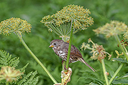 ������������ ������� (Passerella iliaca) ������ ������, ������