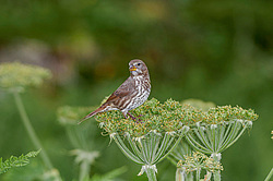 ������������ ������� (Passerella iliaca) ������ ������, ������