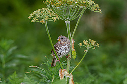 ������������ ������� (Passerella iliaca) ������ ������, ������